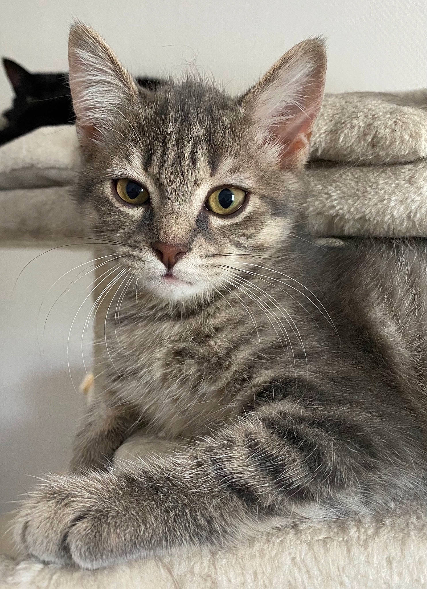 Shanel a rejoint le concours — aidez-le/la à gagner de superbes lots ! art, carnivore, cat, claw, domestic_short_haired_cat, felidae, fur, illustration, painting, paw, photo_caption, small_to_medium_sized_cats, snout, tail, terrestrial_animal, whiskers, wildlife, window