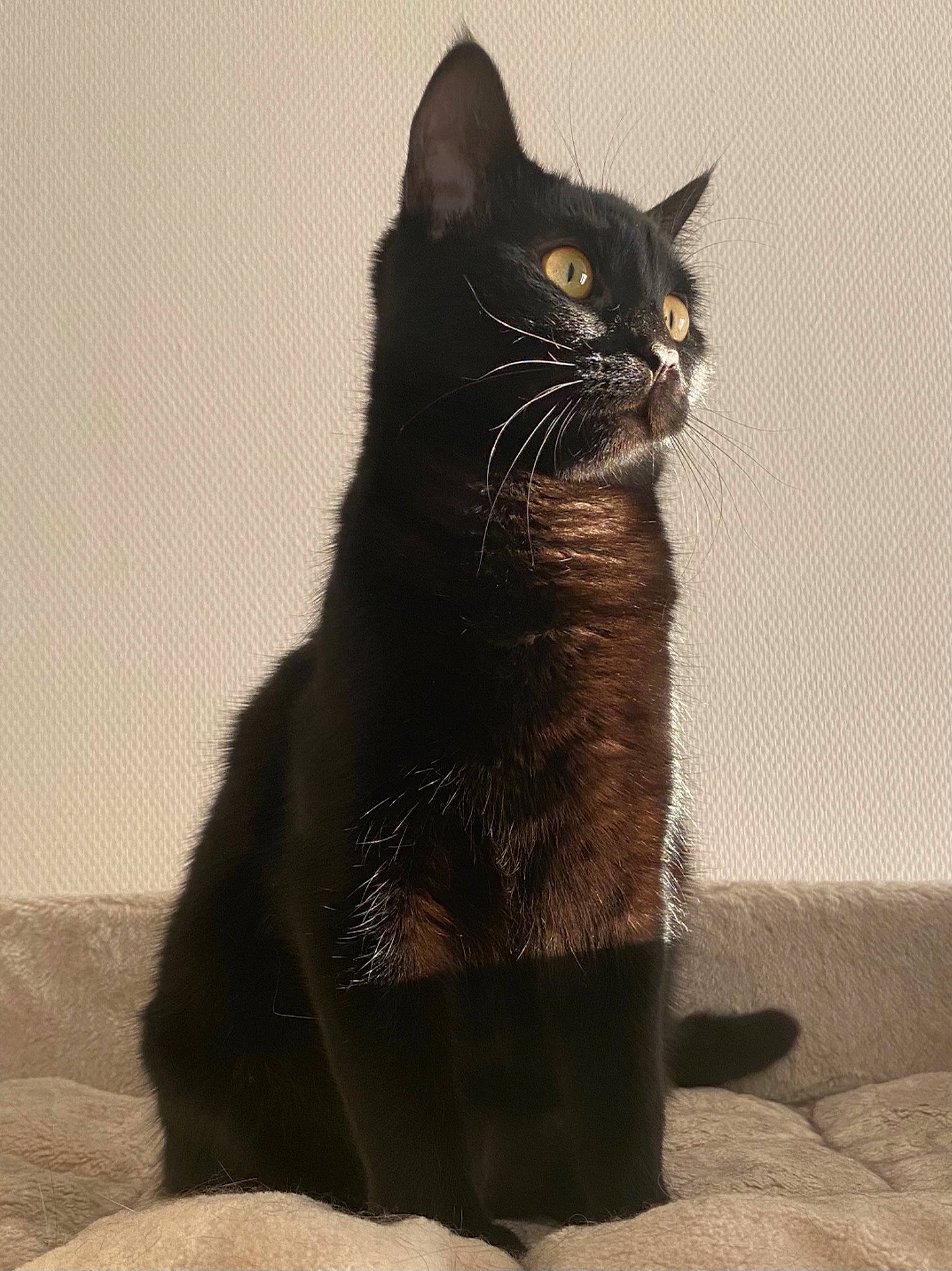 Romy participe au concours pour gagner de l'argent avec cette photo : black_cat, bombay, carnivore, cat, claw, domestic_short_haired_cat, eye, felidae, fur, grey, iris, paw, plant, small_to_medium_sized_cats, snout, stairs, tail, terrestrial_animal, whiskers, window