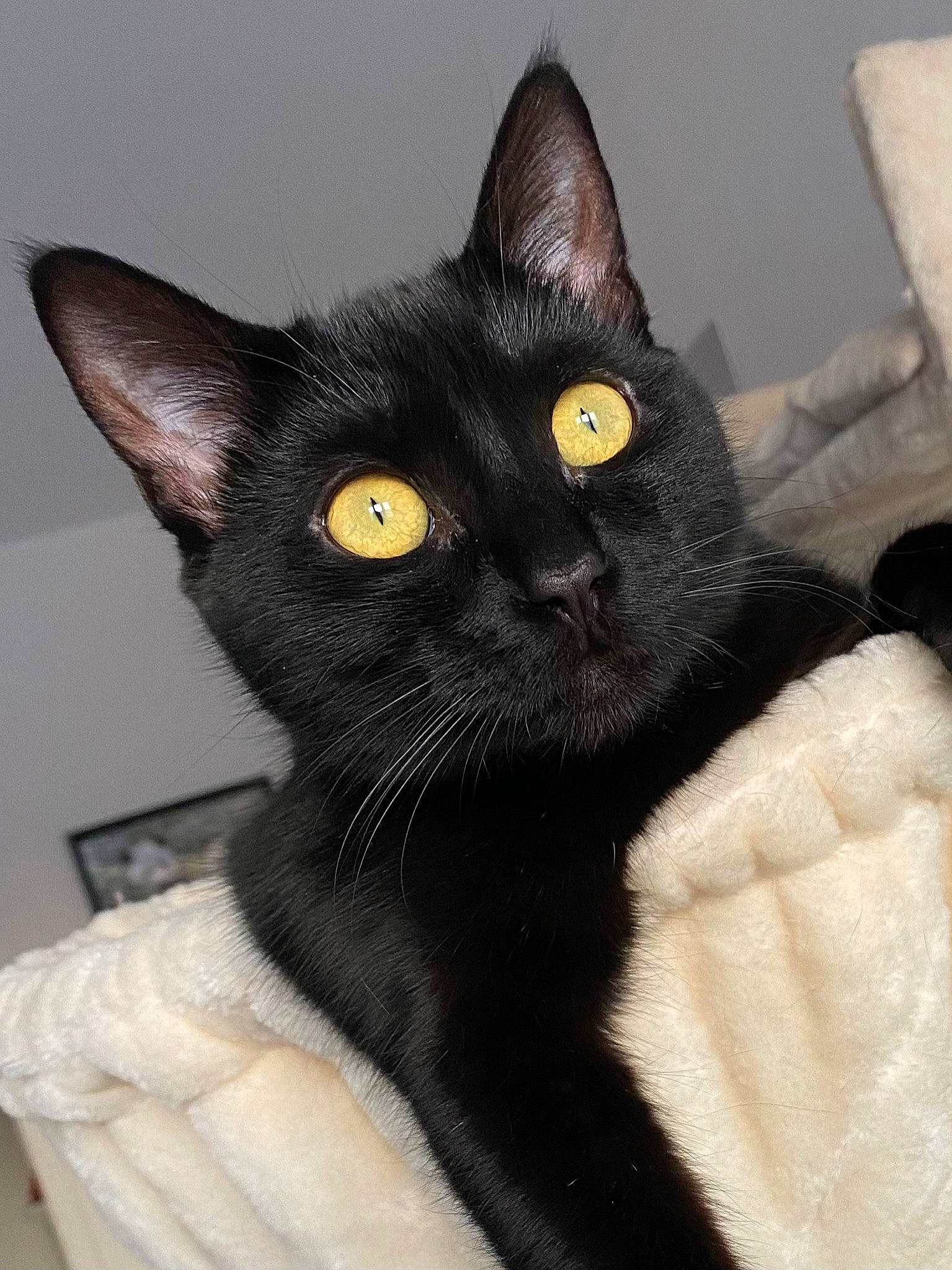 Romy a rejoint le concours — aidez-le/la à gagner de superbes lots ! black_cat, bombay, carnivore, cat, claw, comfort, domestic_short_haired_cat, eye, felidae, fur, havana_brown, small_to_medium_sized_cats, snout, tail, whiskers