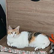Bella participe au concours pour gagner de l'argent avec cette photo : cat, calico, pet, indoor, furniture, dresser, scratch_pad, floor_tile, relaxed, curious, green_eyes, white_fur, orange_toy, animal, domestic_cat, resting, home, cute, laying, feline