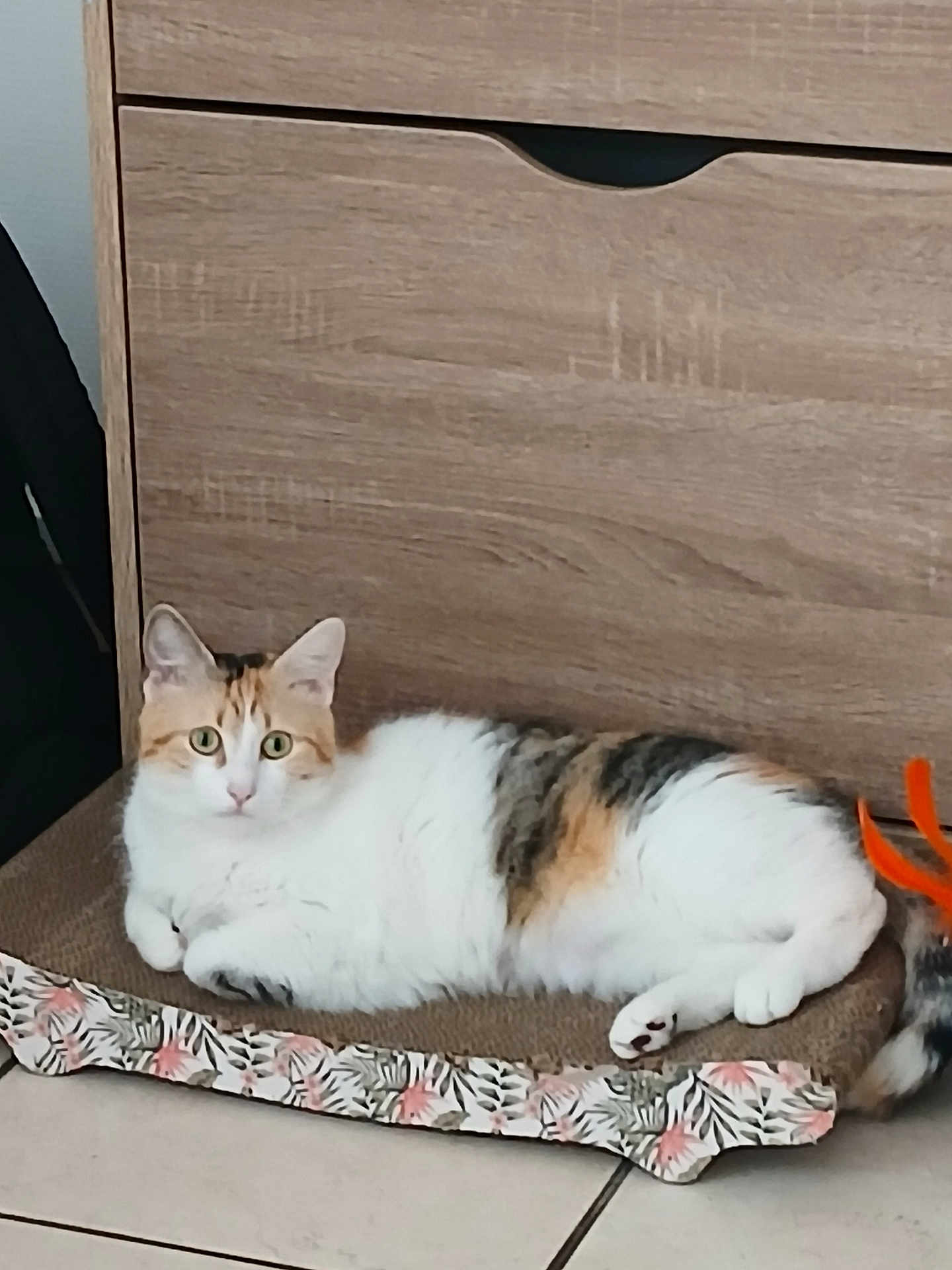 Bella participe au concours pour gagner de l'argent avec cette photo : cat, calico, pet, indoor, furniture, dresser, scratch_pad, floor_tile, relaxed, curious, green_eyes, white_fur, orange_toy, animal, domestic_cat, resting, home, cute, laying, feline