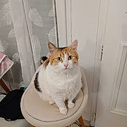 Bella a rejoint le concours — aidez-le/la à gagner de superbes lots ! animal, black, calico_cat, cat, chair, curtains, cute, domestic, door, feather_pattern, feline, fur, indoor, looking, orange, pet, sitting, stool, tile_floor, white