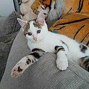 Caline participe au concours pour gagner de l'argent avec cette photo : kitten, cat, white_cat, striped_cat, couch, gray_couch, plush_tiger, stuffed_animal, teddy_bear, indoor, pet, animal, relaxed, paw, feline, cute, young_cat, soft_toys, cozy, resting