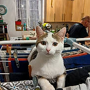 Caline a rejoint le concours — aidez-le/la à gagner de superbes lots ! brown, cabinet, cat, clock, clothes, clothespins, curtains, domestic, drying_rack, furniture, indoor, kitchen, laundry, man, microwave, person, pet, sink, white, window