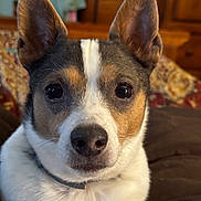 Peggy Combs joined the competition — help win amazing prizes! accessories, animal, beagle, bulldog, canine, chihuahua, couch, dog, furniture, hound, husky, indoors, interiordesign, pet, puppy, snout, strap, terrier, whitedog, wood