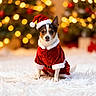 dog, christmas, holiday, santa_claus, costume, festive, decorations, lights, tree, cute, pet, fur, animal, winter, seasonal, celebration, white, red, background, portrait