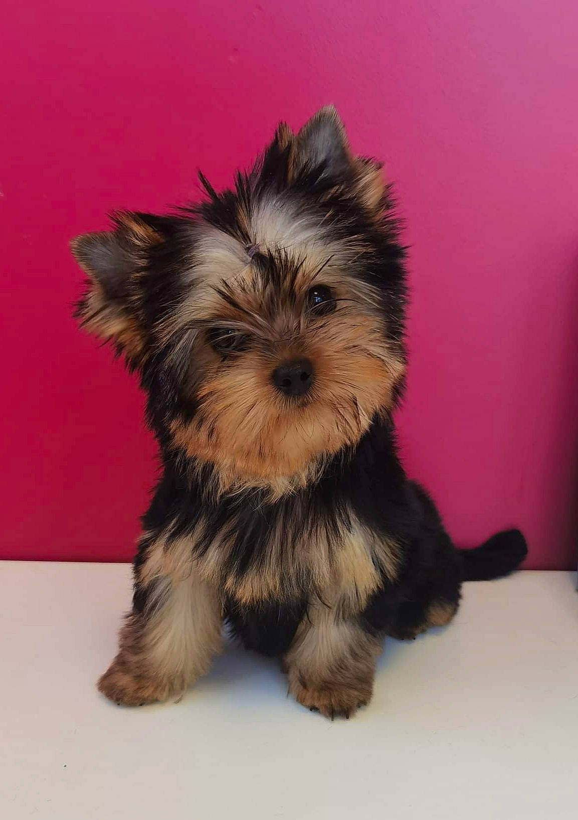 Sybelle