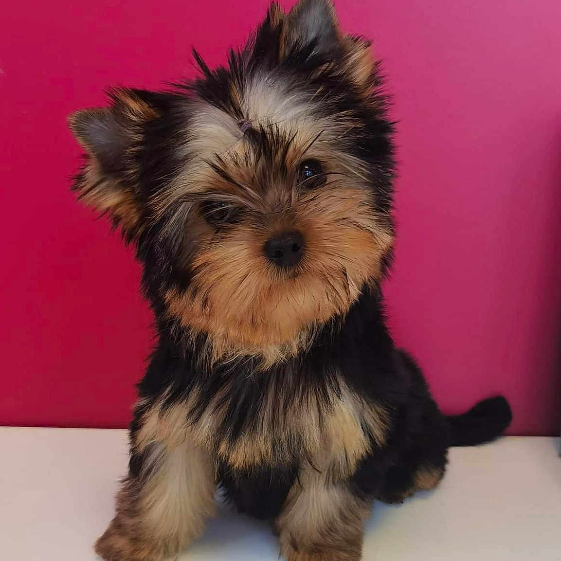 Sybelle