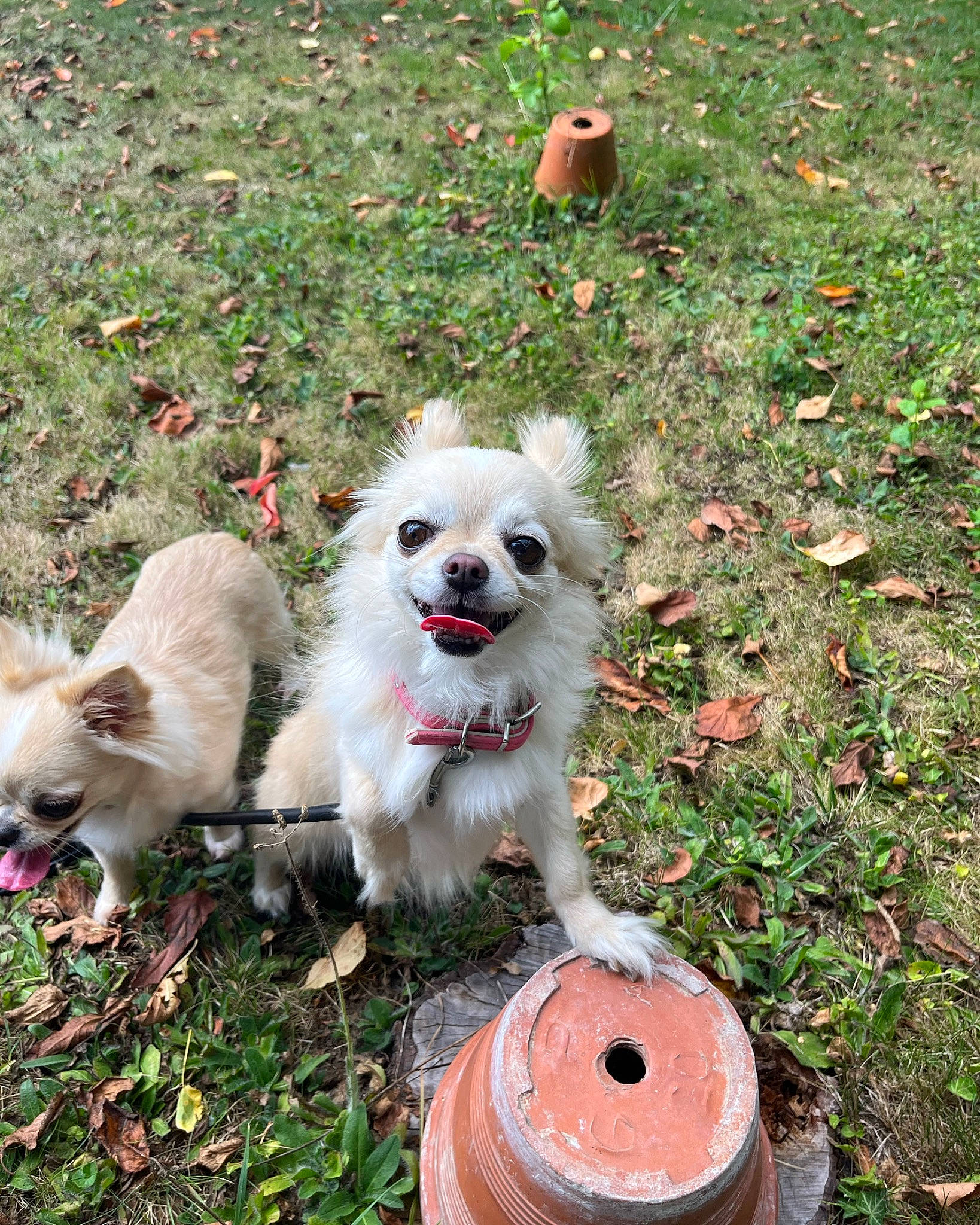 Olga a rejoint le concours — aidez-le/la à gagner de superbes lots ! american_eskimo_dog, carnivore, companion_dog, dog, dog_breed, dog_supply, german_spitz, german_spitz_klein, german_spitz_mittel, grass, indian_spitz, pet_supply, plant, polish_tatra_sheepdog, spitz, sporting_group, tail, volpino_italiano, working_dog