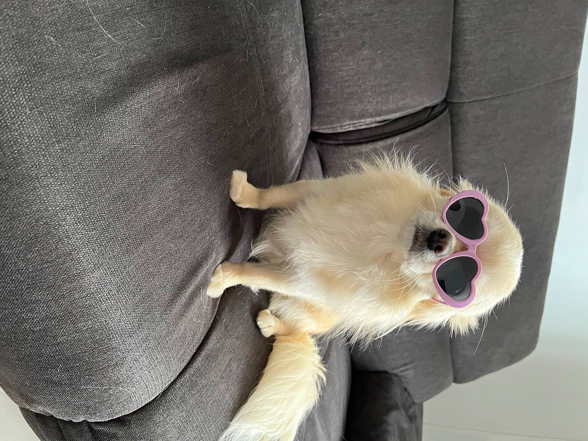 Olga participe au concours pour gagner de l'argent avec cette photo : canidae, carnivore, claw, close_up, collar, comfort, companion_dog, dog, dog_breed, dog_collar, dog_supply, fashion_accessory, fawn, fur, paw, snout, sporting_group, sunglasses, whiskers, working_animal