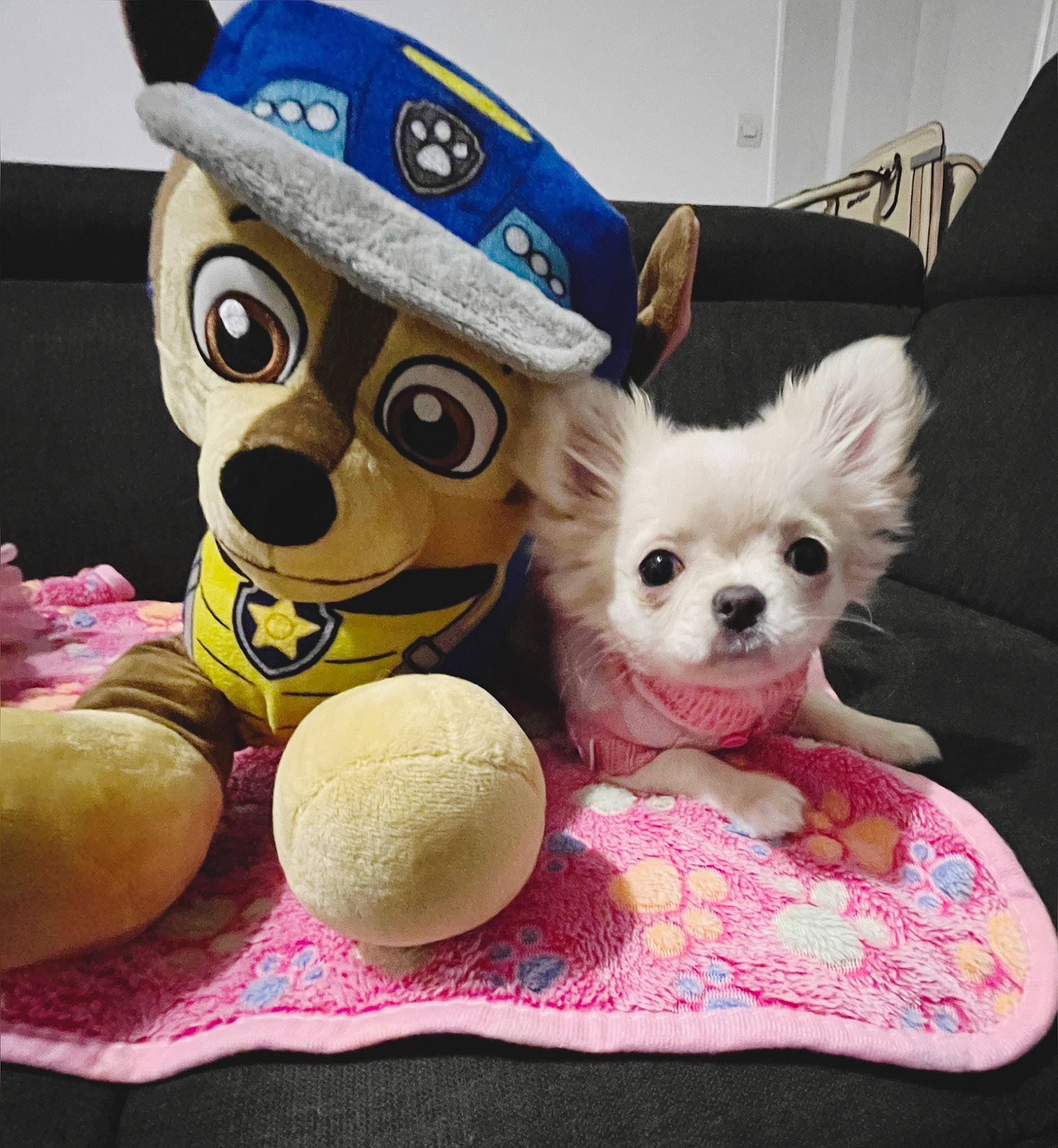 Tite Bouffie a rejoint le concours — aidez-le/la à gagner de superbes lots ! baseball_cap, cap, carnivore, companion_dog, costume_hat, dog, dog_clothes, dog_supply, fawn, fedora, goggles, hat, mammal, party_hat, pet_supply, pink, stuffed_toy, sunglasses, toy, toy_dog