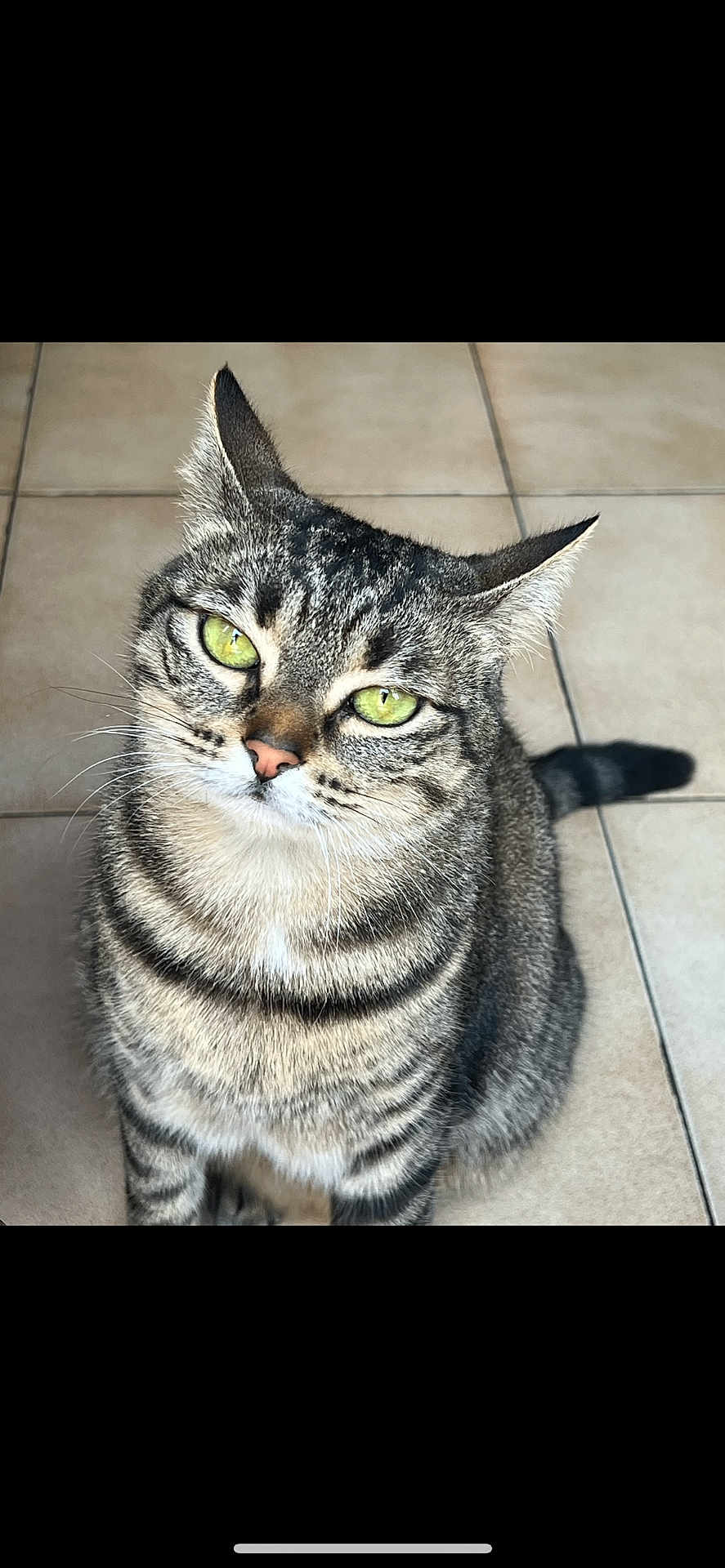 Pissou participe au concours pour gagner de l'argent avec cette photo : cat, tabby, green_eyes, fur, pet, animal, sitting, floor, tile, whiskers, ears, closeup, domestic, cute, feline, portrait, indoor, looking_up, striped, mammal