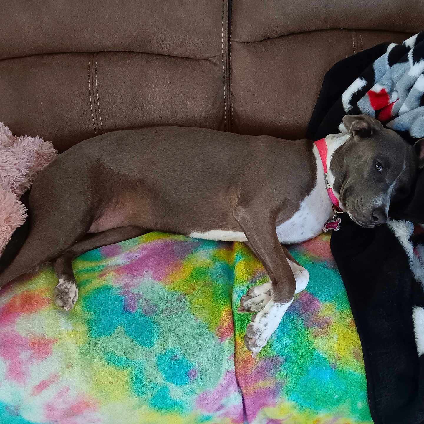 Charlie is registered to the contest to win money with this photo: animal, blanket, brown, canine, couch, cozy, dog, domestic, furniture, home, indoor, multicolor, pet, pillow, pink_collar, relaxed, resting, sleepy, soft_texture, tie_dye