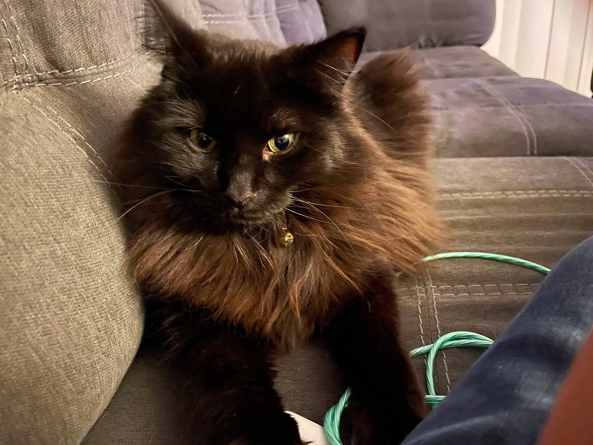 Ashton joined the competition — help win amazing prizes! black_cat, british_longhair, carnivore, cat, chair, claw, comfort, couch, domestic_short_haired_cat, eye, felidae, fur, grey, paw, sitting, small_to_medium_sized_cats, snout, tail, terrestrial_animal, whiskers