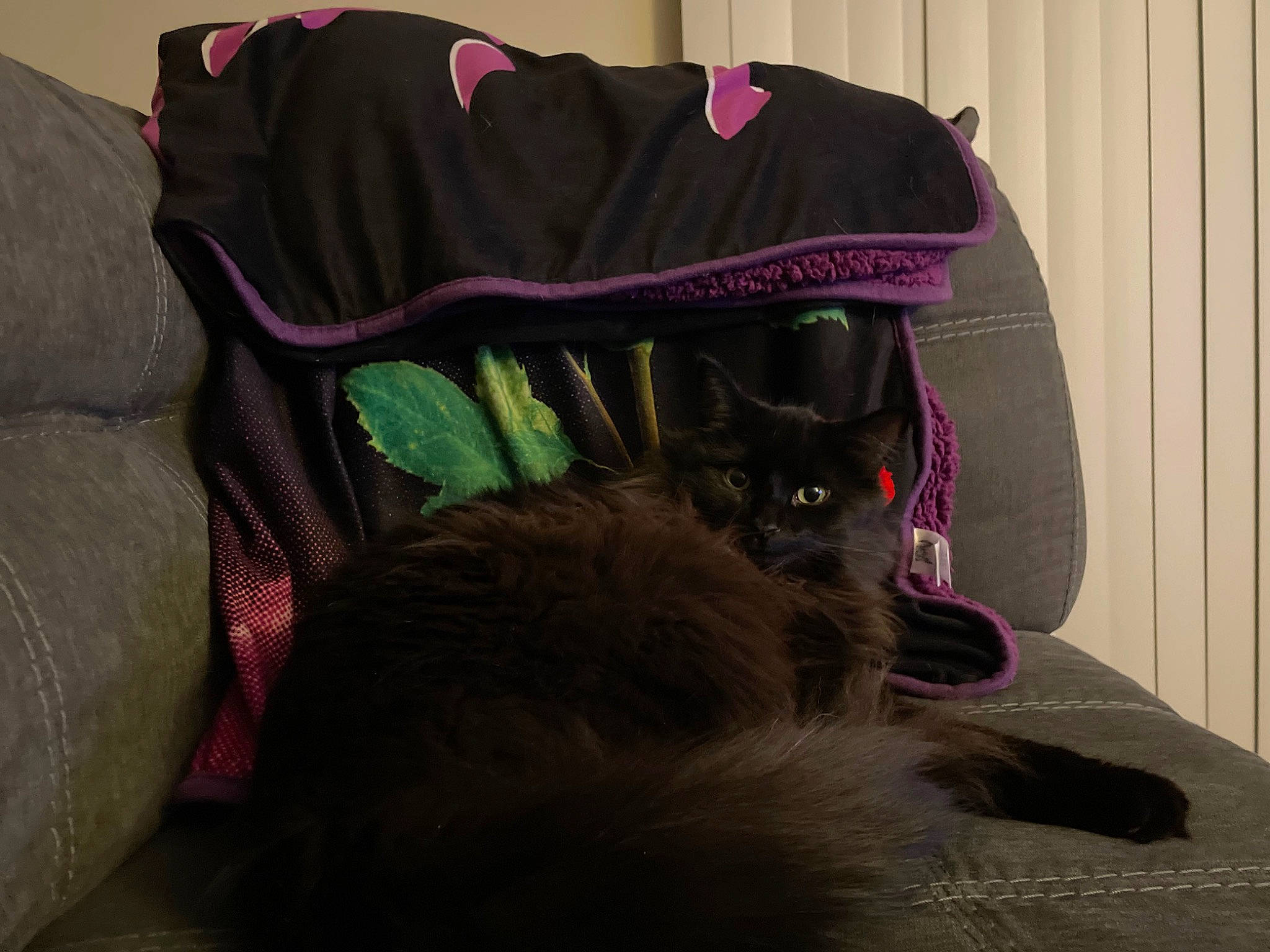 Ashton is registered to the contest to win money with this photo: backpack, bag, baggage, black_cat, carnivore, cat, comfort, domestic_short_haired_cat, fashion_accessory, felidae, fur, grey, linens, luggage_and_bags, magenta, purple, room, small_to_medium_sized_cats, tail, whiskers