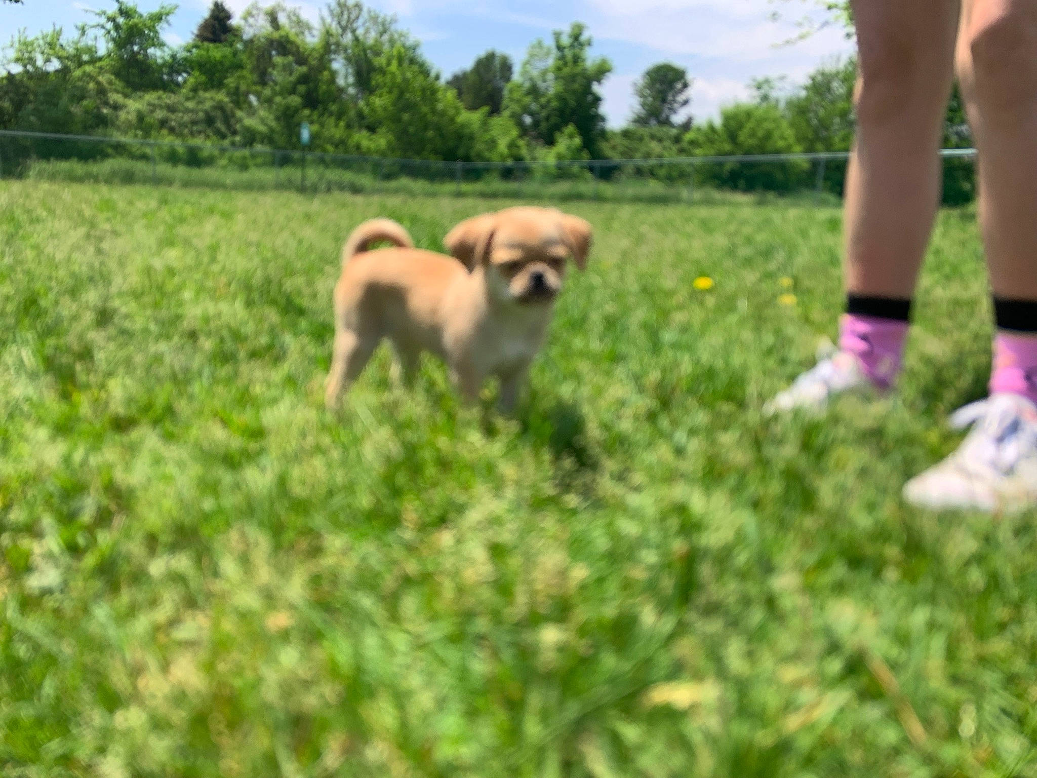 Laroi joined the competition — help win amazing prizes! canidae, carnivore, cloud, companion_dog, dog, dog_breed, fawn, foot, grass, grassland, human_leg, lawn, pasture, people_in_nature, plant, prairie, sky, sporting_group, toy_dog, tree