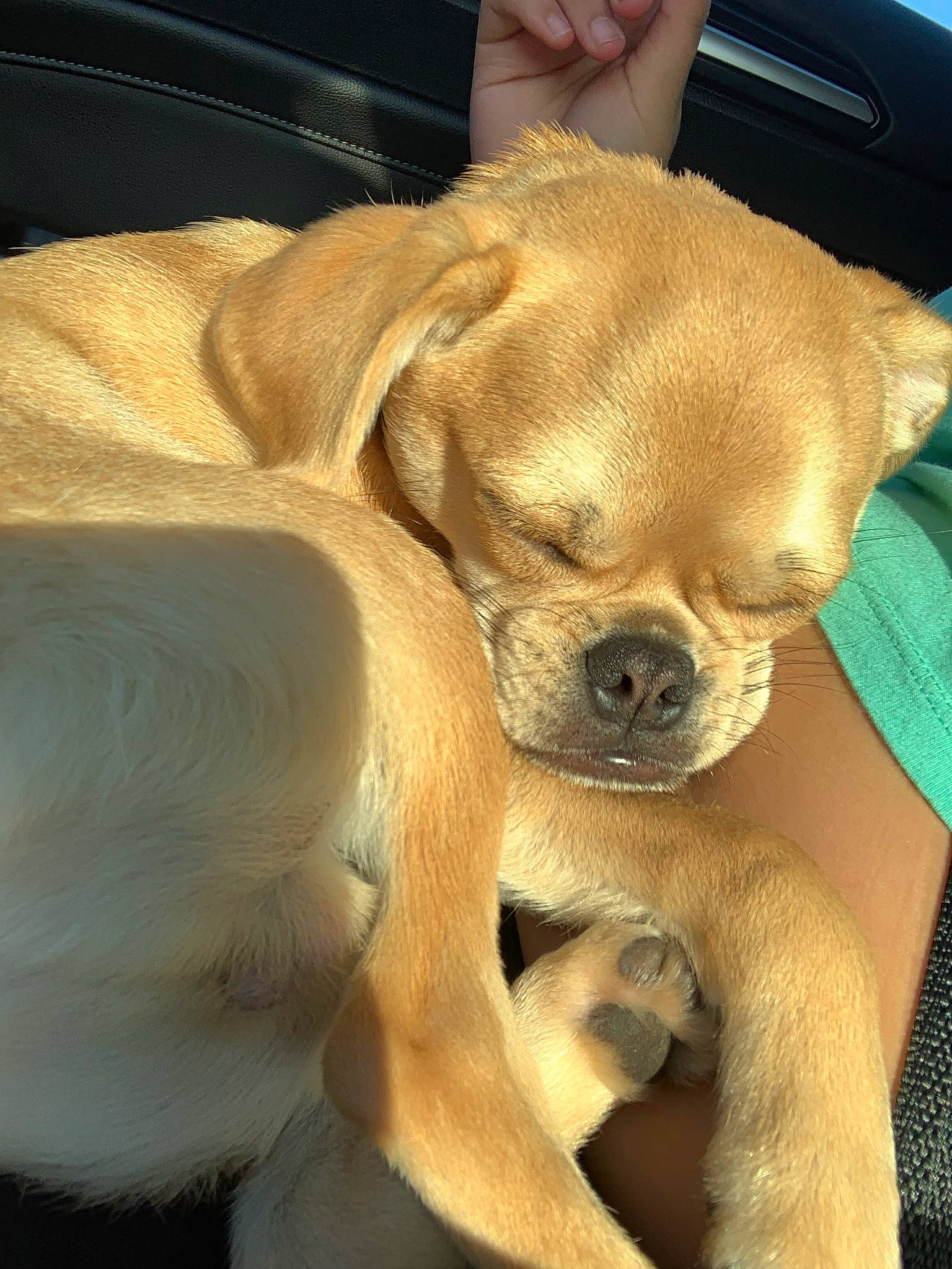 Laroi is registered to the contest to win money with this photo: canidae, carnivore, comfort, companion_dog, dog, dog_breed, ear, fawn, fur, hat, head, non_sporting_group, paw, puppy, snout, sporting_group, toy_dog, whiskers, working_animal, wrinkle