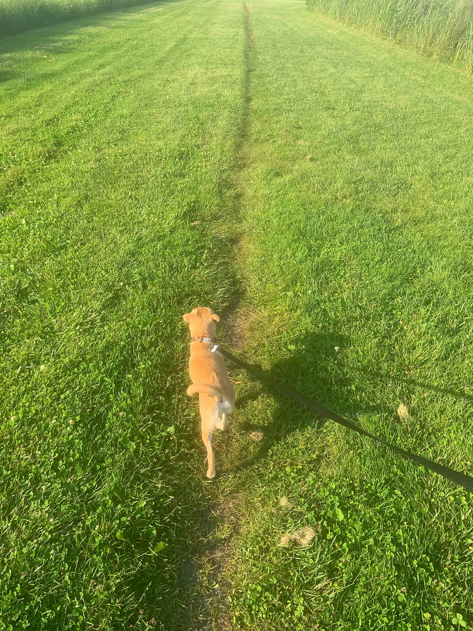 Laroi is registered to the contest to win money with this photo: carnivore, dog, dog_breed, fawn, grass, grass_family, grassland, groundcover, land_lot, landscape, lawn, meadow, natural_landscape, people_in_nature, plain, plant, plant_community, shrub, tree, vegetation