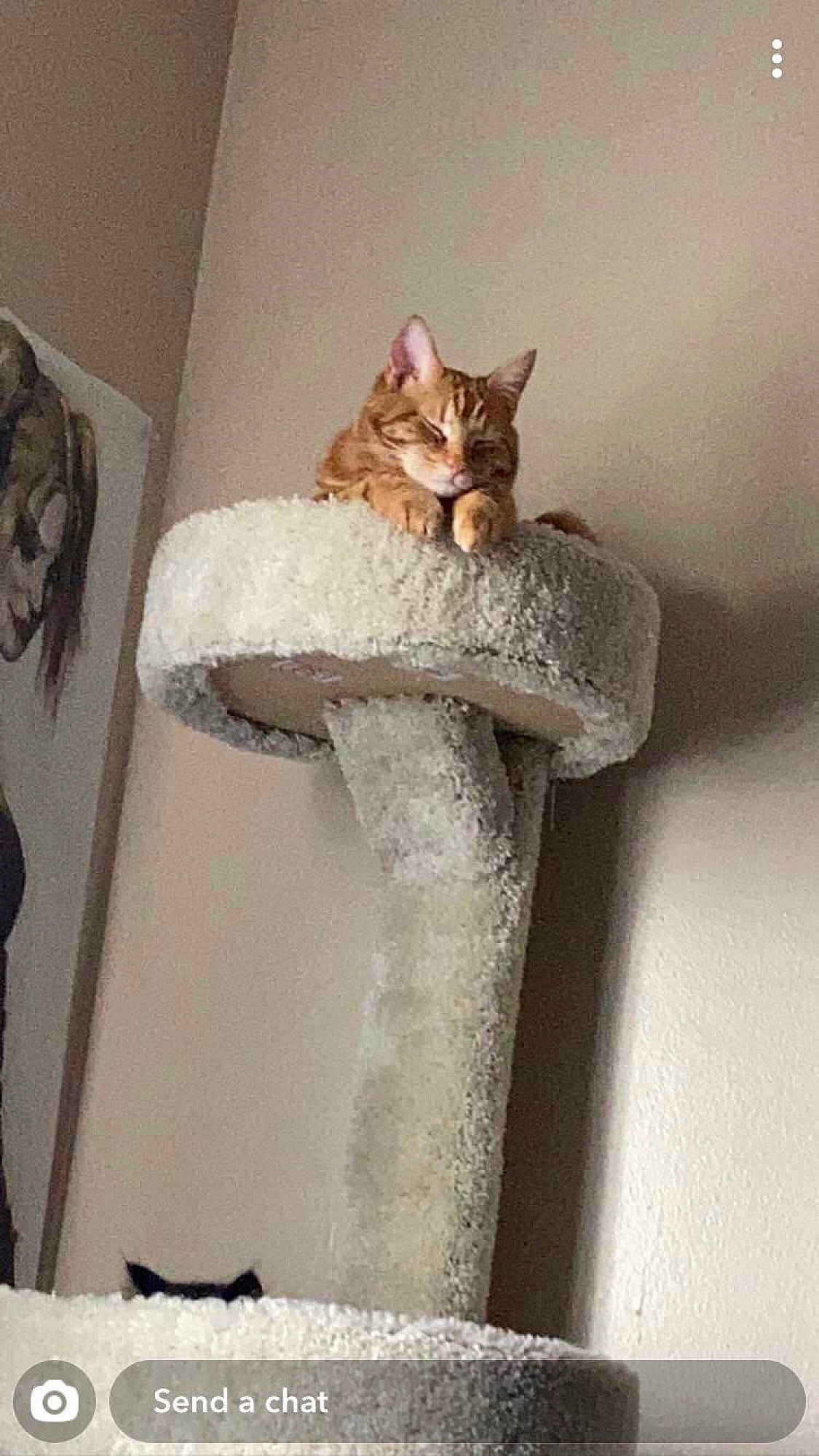 Simon joined the competition — help win amazing prizes! carnivore, cat, cat_bed, cat_supply, comfort, domestic_short_haired_cat, fawn, felidae, fur, grey, linens, paw, room, small_to_medium_sized_cats, snout, tail, trunk, whiskers, window, wood