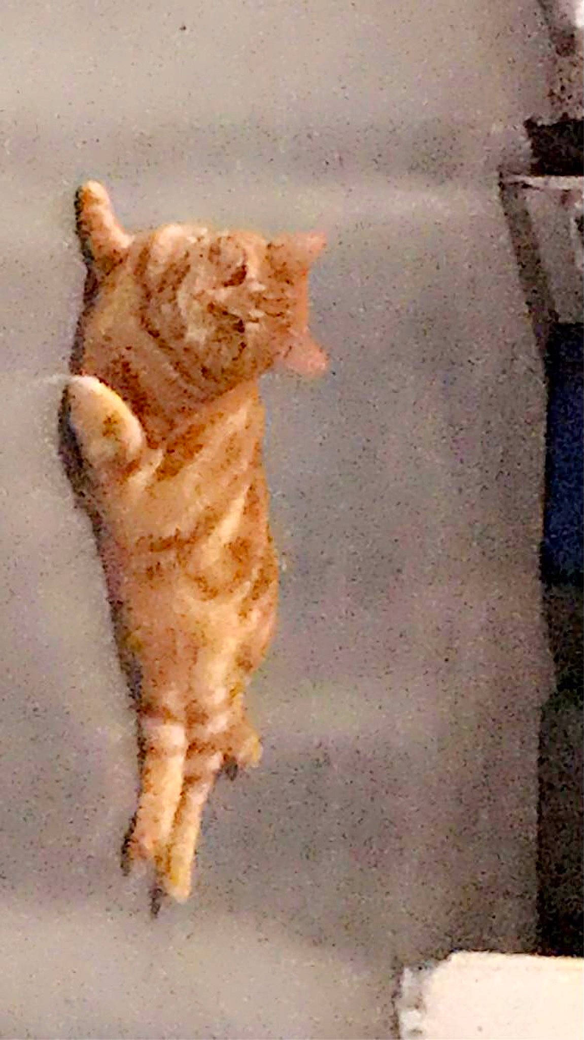 Simon is registered to the contest to win money with this photo: art, carnivore, cat, claw, domestic_short_haired_cat, fawn, felidae, fur, paw, peach, plaster, shadow, small_to_medium_sized_cats, snout, tail, terrestrial_animal, tints_and_shades, visual_arts, whiskers, wood