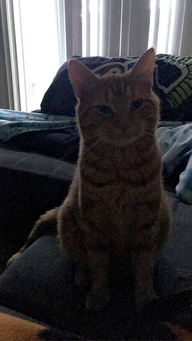 Simon joined the competition — help win amazing prizes! carnivore, cat, comfort, curtain, domestic_short_haired_cat, felidae, fur, grey, linens, paw, small_to_medium_sized_cats, snout, tail, terrestrial_animal, tree, whiskers, window