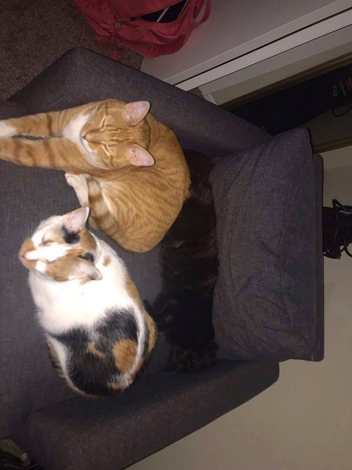 Raven is registered to the contest to win money with this photo: brown, carnivore, cat, comfort, domestic_short_haired_cat, fawn, felidae, fur, hardwood, paw, room, sink, small_to_medium_sized_cats, tail, whiskers, wood