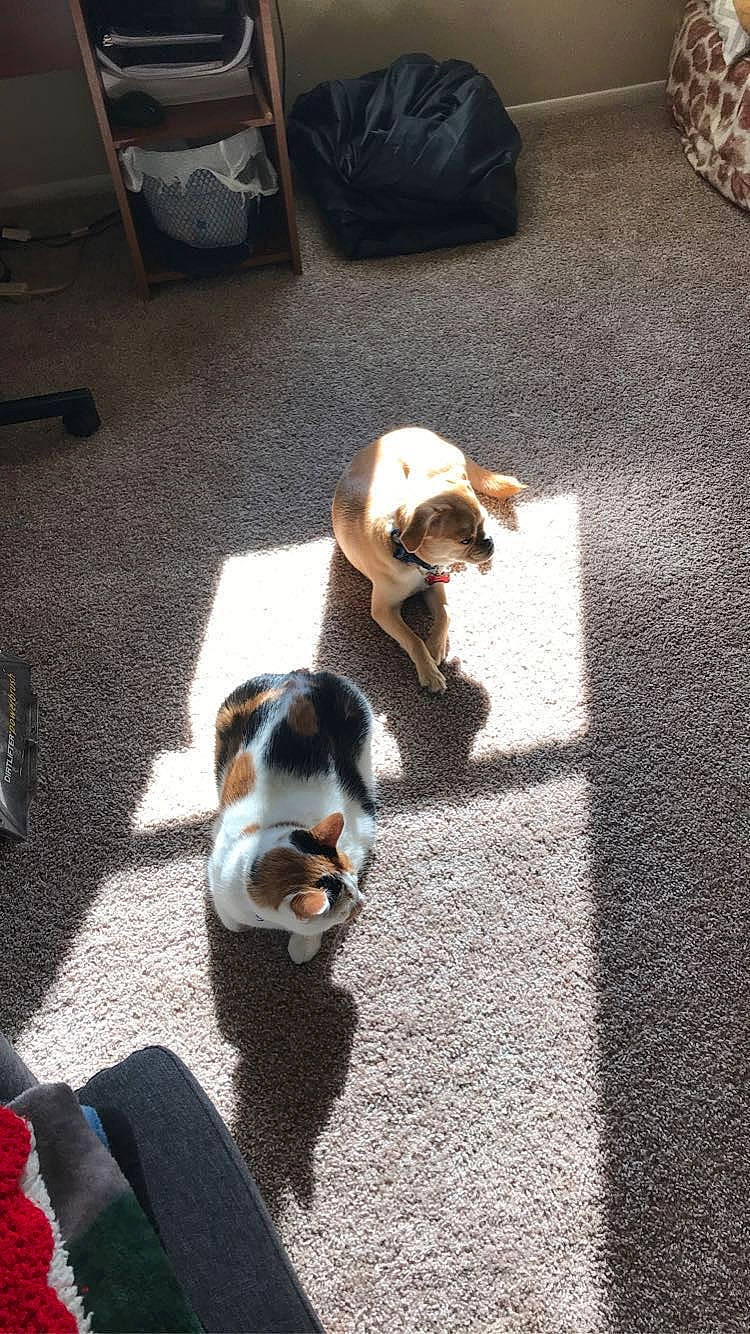 Raven joined the competition — help win amazing prizes! canidae, carnivore, comfort, companion_dog, dog, dog_breed, fawn, floor, flooring, fur, non_sporting_group, puppy, road_surface, scent_hound, shadow, snout, sporting_group, tail, toy_dog, working_dog