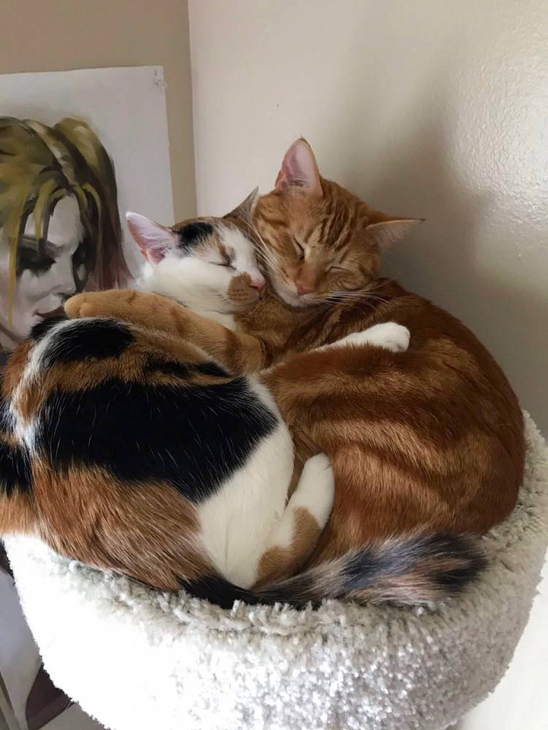 Raven joined the competition — help win amazing prizes! carnivore, cat, cat_bed, cat_supply, comfort, domestic_short_haired_cat, felidae, fur, nap, paw, pet_supply, small_to_medium_sized_cats, snout, tail, whiskers