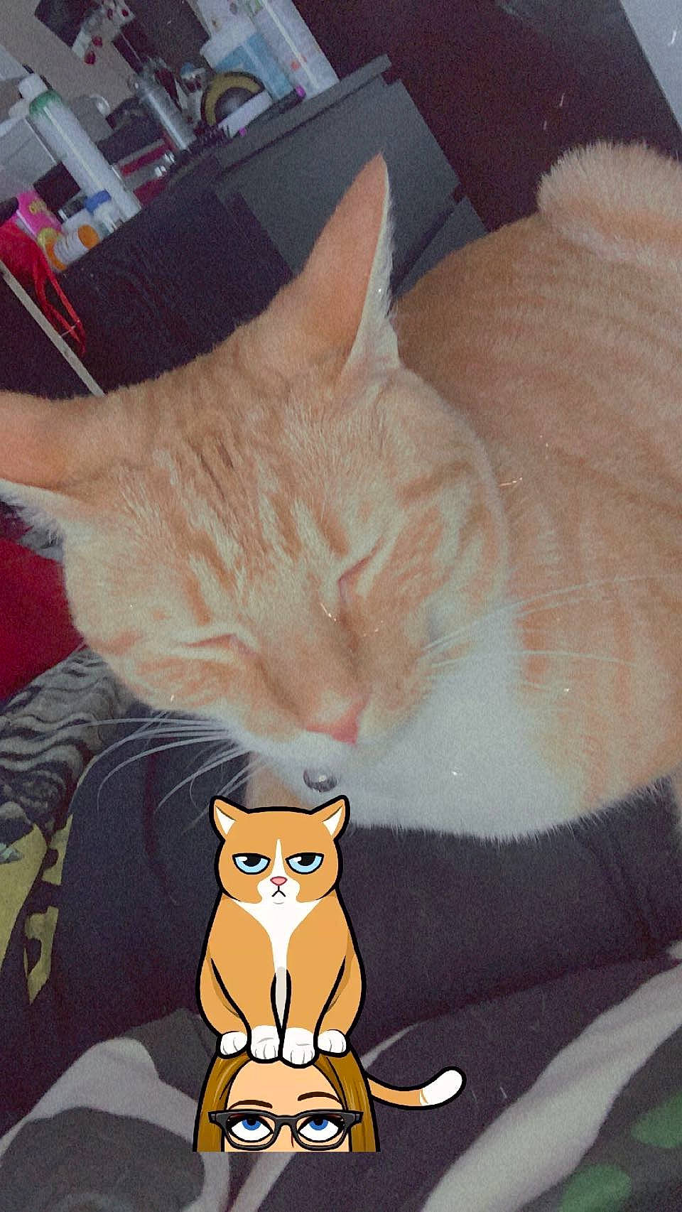 Garfunkel joined the competition — help win amazing prizes! carnivore, cat, cat_supply, comfort, domestic_short_haired_cat, fawn, felidae, fur, gesture, mammal, paw, sleeve, small_to_medium_sized_cats, snout, stuffed_toy, tail, terrestrial_animal, toy, vertebrate, whiskers