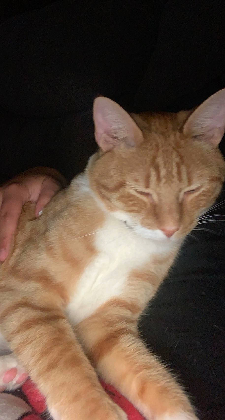 Garfunkel joined the competition — help win amazing prizes! carnivore, cat, claw, domestic_short_haired_cat, eye, fawn, felidae, fur, head, paw, sitting, small_to_medium_sized_cats, snout, tail, terrestrial_animal, whiskers, wood