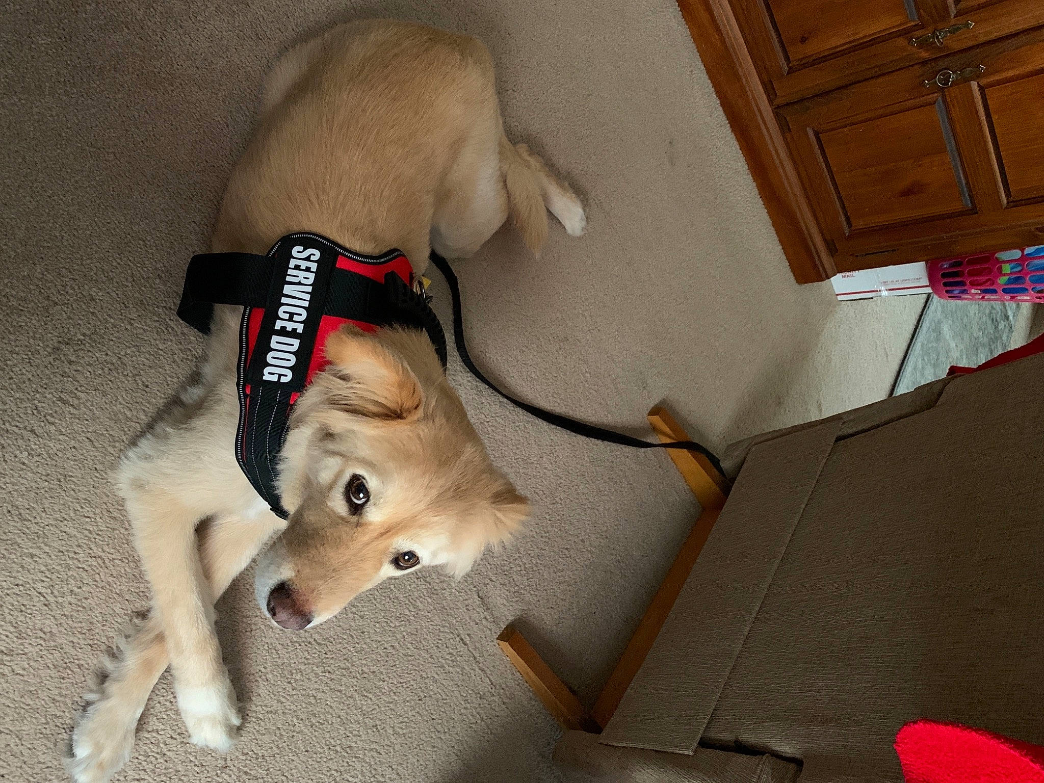 Murry is registered to the contest to win money with this photo: canidae, carnivore, companion_dog, dog, dog_breed, fawn, labrador_husky, sporting_group