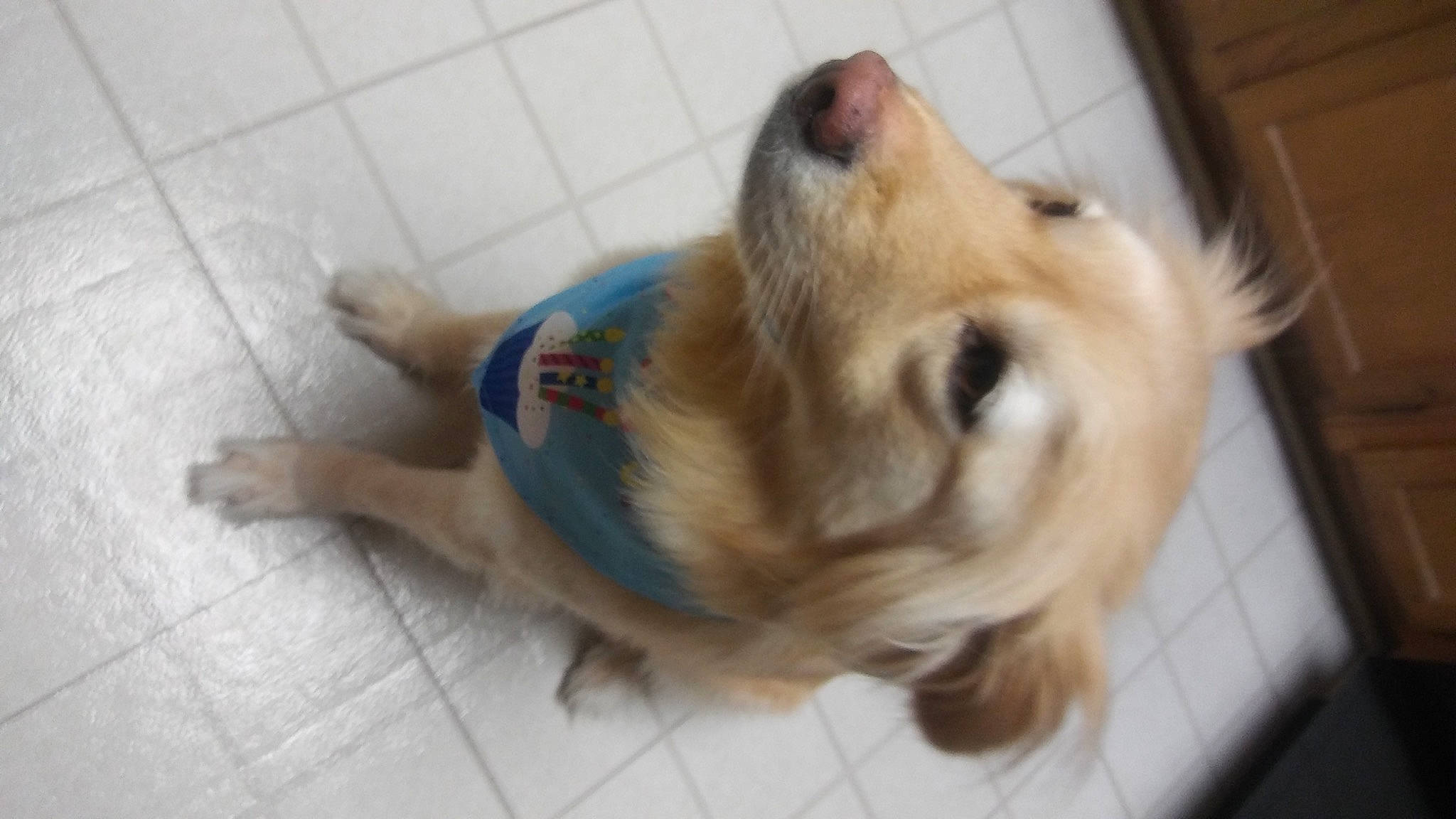 Murry is registered to the contest to win money with this photo: canidae, carnivore, companion_dog, dog, dog_breed, fawn, golden_retriever, mammal, pomeranian, puppy, rare_breed_dog, retriever, snout, sporting_group