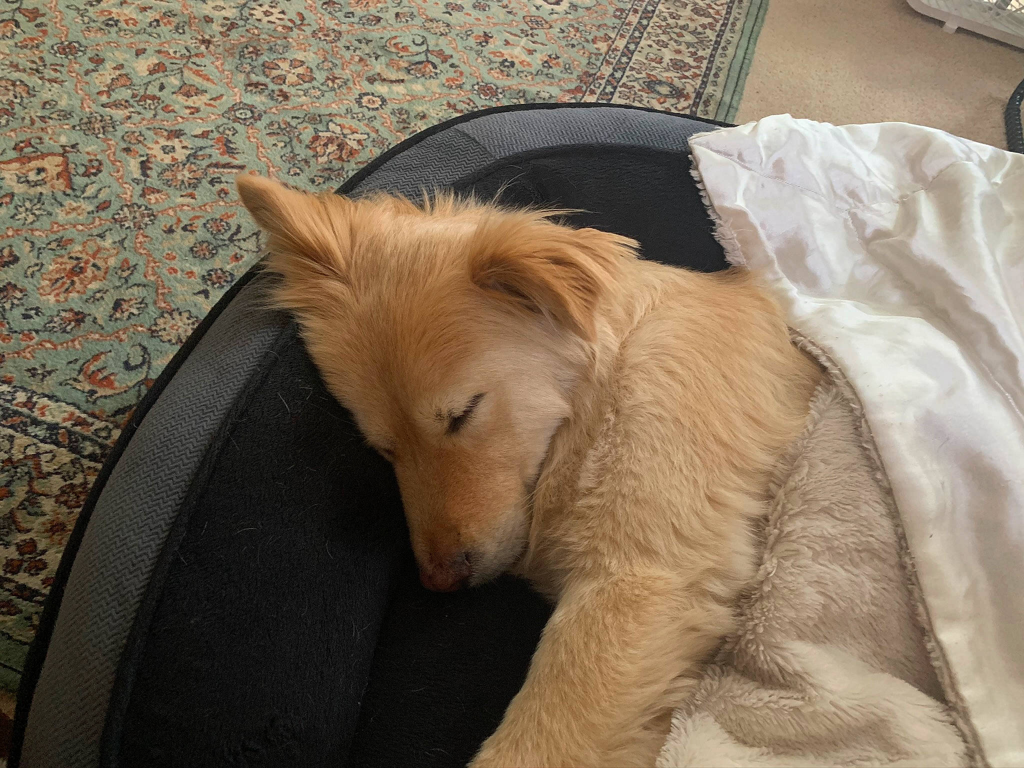 Murry is registered to the contest to win money with this photo: canidae, carnivore, companion_dog, dog, dog_breed, ear, fawn, fur, mammal, puppy, rare_breed_dog, silken_windhound, snout, sporting_group