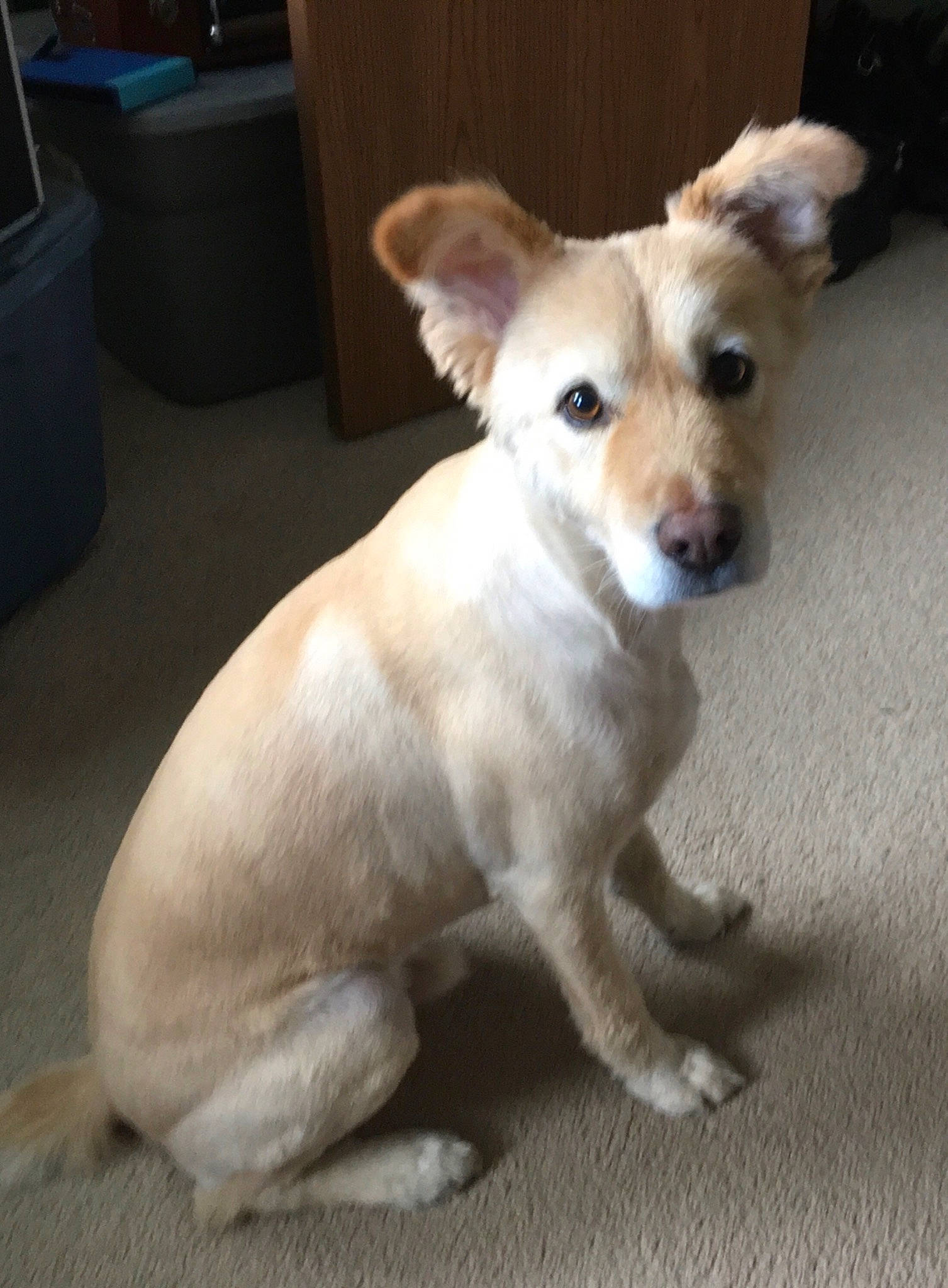 Murry is registered to the contest to win money with this photo: aspin, canidae, carnivore, companion_dog, dog, dog_breed, fawn, longhaired_whippet, mammal, potcake_dog, puppy, rare_breed_dog, sporting_group, street_dog, vertebrate, whippet, whiskers