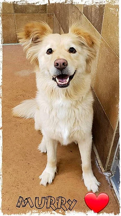 Murry joined the competition — help win amazing prizes! ancient_dog_breeds, canidae, carnivore, companion_dog, dog, dog_breed, golden_retriever, kintamani, mammal, puppy, rare_breed_dog, retriever, small_greek_domestic_dog, sporting_group, vertebrate