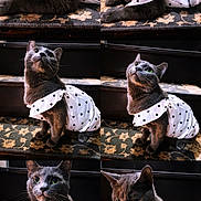 Stormi joined the competition — help win amazing prizes! cat, gray_cat, polka_dot_dress, pet, feline, posing, staircase, carpet, patterned_carpet, indoor, animal, cute, fashion, portrait, fur, whiskers, ears, sitting, looking_up, multiple_images