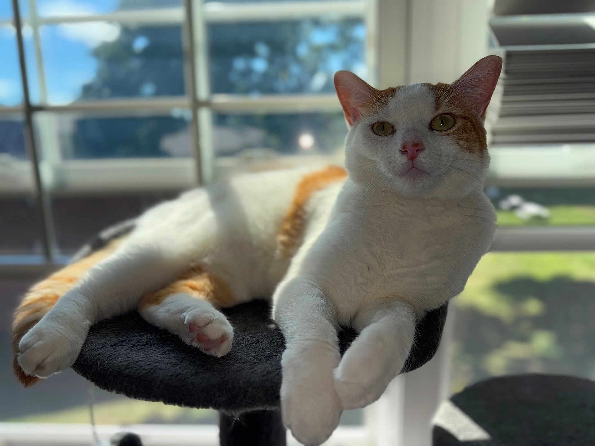 Noodle joined the competition — help win amazing prizes! cat, animal, pet, white, orange, feline, window, sunlight, indoor, relaxed, perch, paw, fur, whiskers, ears, nature, background, daylight, resting, curious