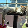 cat, cat_tree, window, sunlight, indoor, pet, relaxed, orange_and_white, tail, toy, hanging, feline, home, cozy, daylight, animal, resting, paw, fur, background