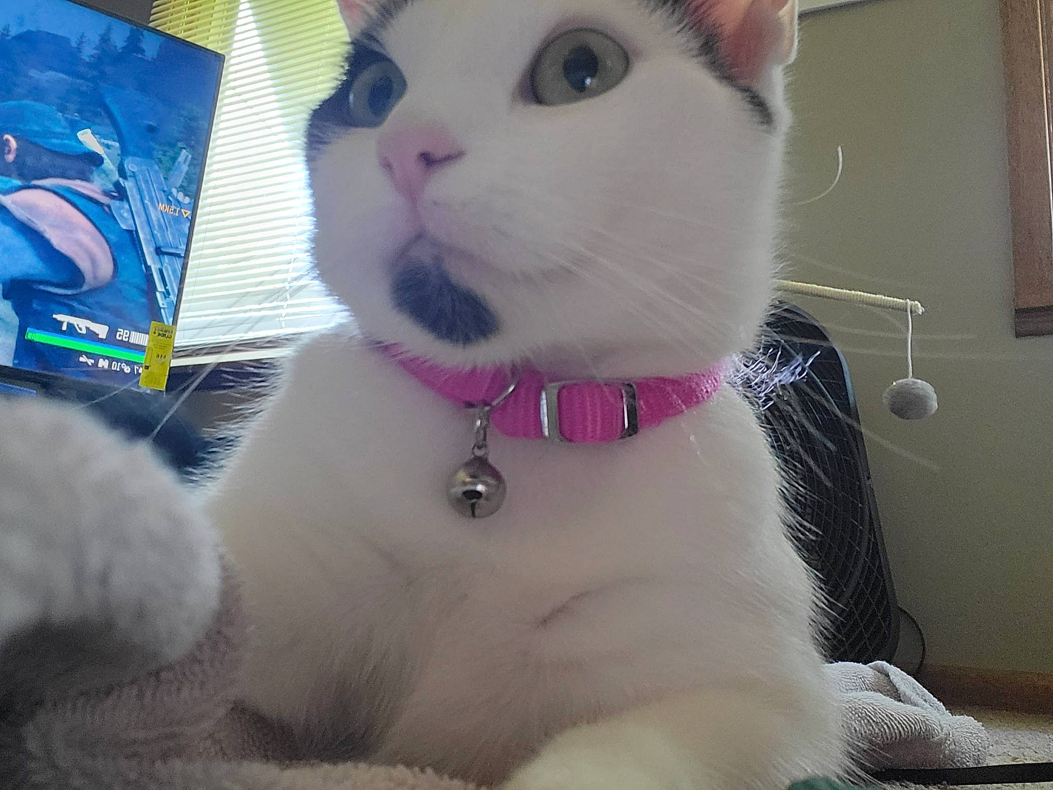 Nova is registered to the contest to win money with this photo: carnivore, cat, collar, domestic_short_haired_cat, ear, fawn, felidae, fur, iris, jewellery, paw, pet_supply, small_to_medium_sized_cats, snout, stuffed_toy, tail, thai, toy, whiskers, window