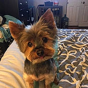 Bruiser is registered to the contest to win money with this photo: dog, bed, blanket, furniture, bedroom, small_dog, ears, curious, pet, indoor, brown, black, fur, tilted_head, cute, animal, cozy, carpet, drawer, lighting