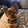 dog, bed, blanket, furniture, bedroom, small_dog, ears, curious, pet, indoor, brown, black, fur, tilted_head, cute, animal, cozy, carpet, drawer, lighting
