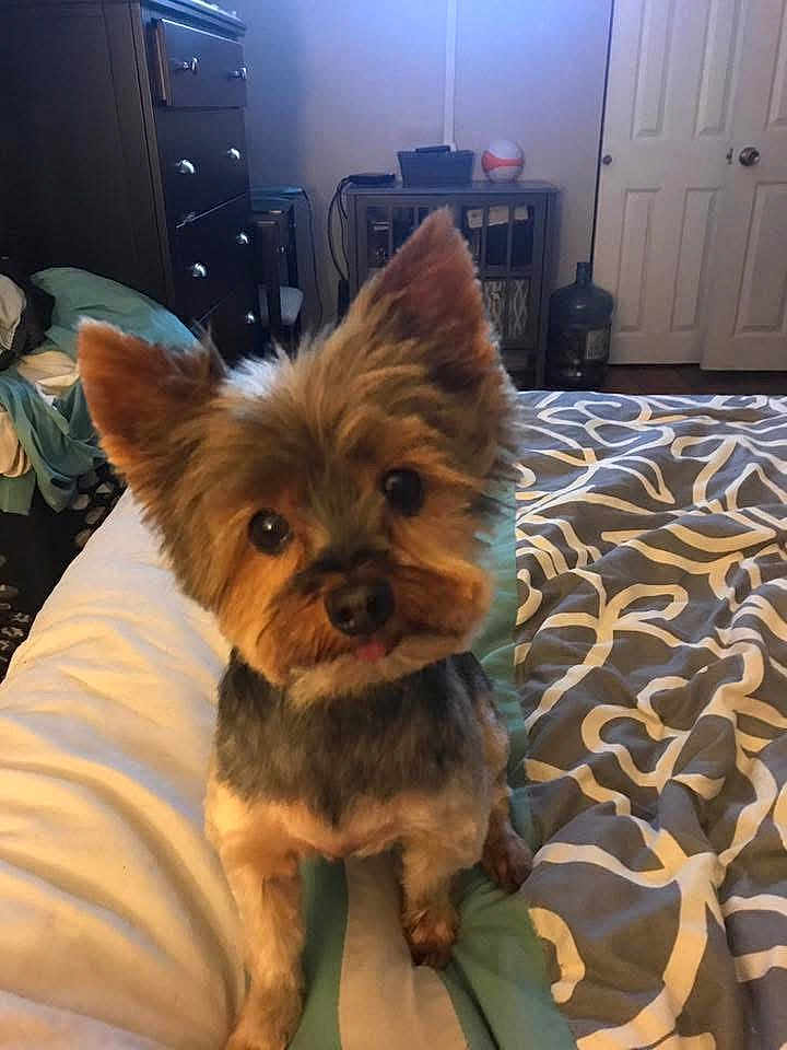 Bruiser