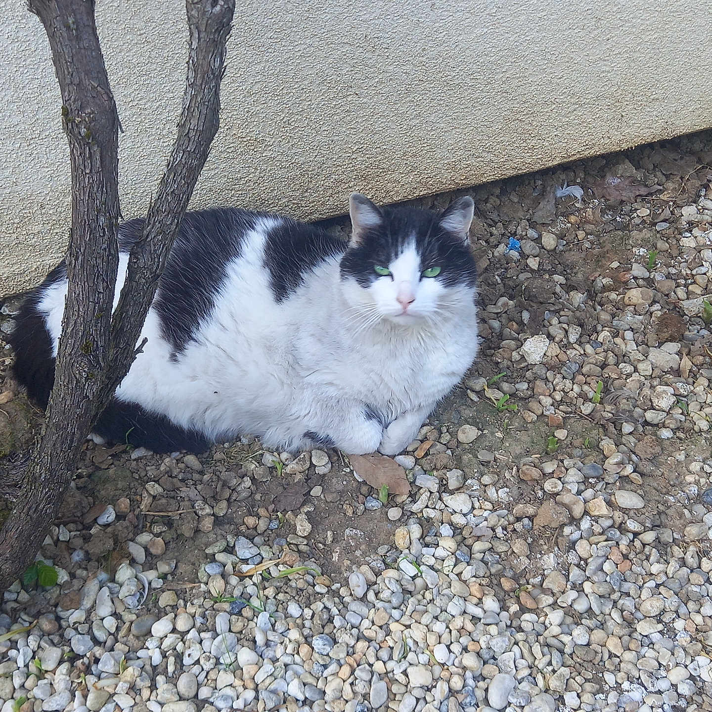 Vanille participe au concours pour gagner de l'argent avec cette photo : accessories, animal, architecture, cat, flagstone, gravel, kitten, manx, path, pebble, pet, plant, road, rock, rubble, slate, soil, strap, walkway, wood
