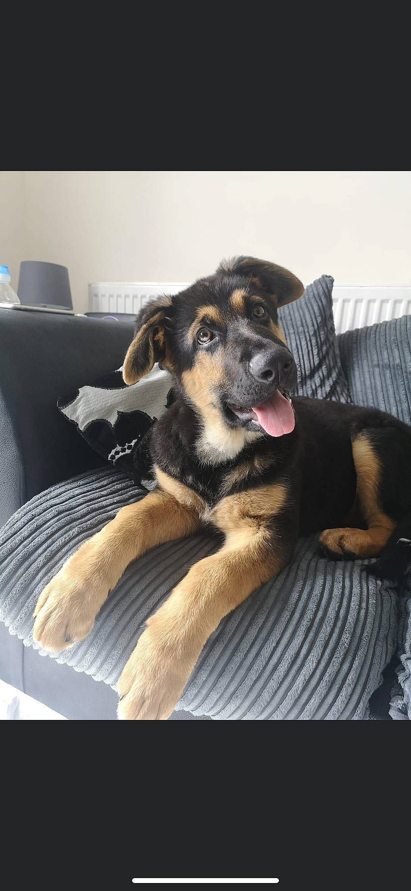 Milo joined the competition — help win amazing prizes! canidae, carnivore, comfort, companion_dog, couch, dog, dog_breed, fawn, fur, guard_dog, mammal, paw, pet_supply, sitting, snout, sporting_group, working_animal, working_dog