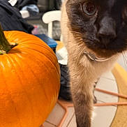 Buffy joined the competition — help win amazing prizes! cat, siamese, pumpkin, orange, table, kitchen, curious, closeup, paw, tile_floor, indoor, feline, brown, black, white, collar, pet, autumn, decor, focus
