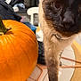 cat, siamese, pumpkin, orange, table, kitchen, curious, closeup, paw, tile_floor, indoor, feline, brown, black, white, collar, pet, autumn, decor, focus