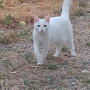 Kawaii participe au concours pour gagner de l'argent avec cette photo : cat, white_cat, animal, pet, outdoor, yard, gravel, fence, grass, walking, tail_up, curious, nature, mammal, small_animal, stray_cat, domestic_cat, cute, alert, daytime