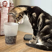 Arés participe au concours pour gagner de l'argent avec cette photo : blurred_background, close_up, curious, dark_liquid, domestic_cat, feline, frosted_cup, fur_pattern, indoor, kitten, pet_food_bag, plastic_cup, side_profile, sitting, small_animal, tabby_cat, tabletop, tail, whiskers, wooden_table