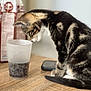 blurred_background, close_up, curious, dark_liquid, domestic_cat, feline, frosted_cup, fur_pattern, indoor, kitten, pet_food_bag, plastic_cup, side_profile, sitting, small_animal, tabby_cat, tabletop, tail, whiskers, wooden_table