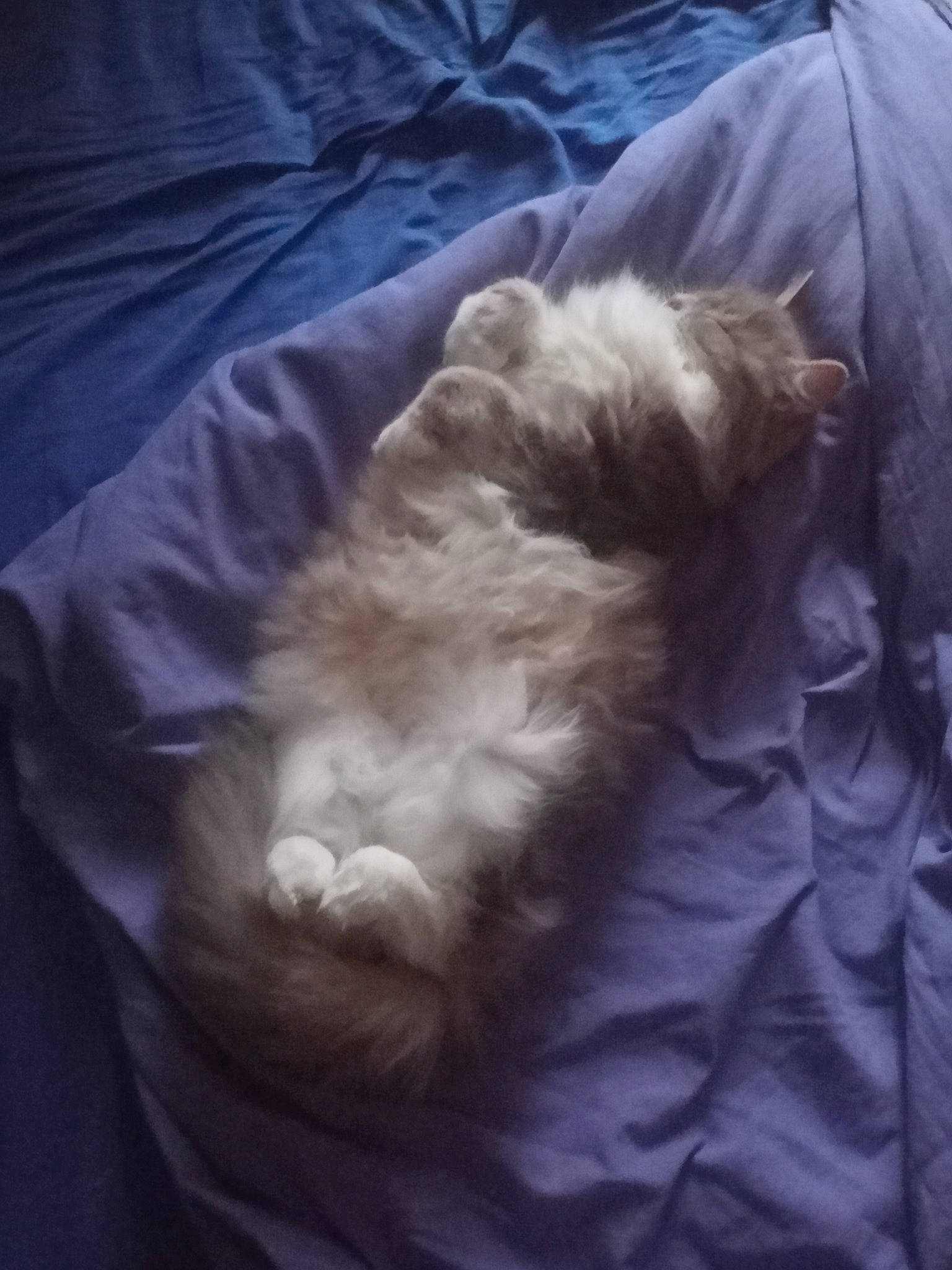 Leia a rejoint le concours — aidez-le/la à gagner de superbes lots ! beard, canidae, carnivore, cloud, comfort, companion_dog, dog, dog_breed, fawn, felidae, fur, liver, small_terrier, small_to_medium_sized_cats, snout, sporting_group, tail, terrier, toy_dog, whiskers